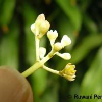 Cinnamomum verum J.Presl